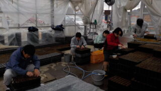 令和8年1月　移植作業