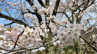 令和8年度が始まりました