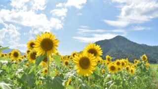 2026年　夏季休業のお知らせ